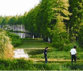 武汉最大城中湖湿地公园将开放