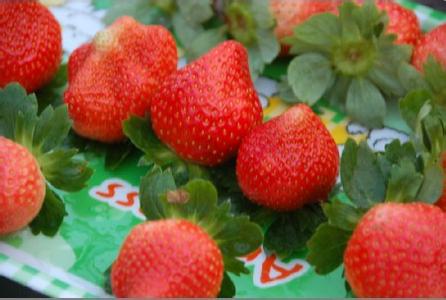 兆丰草莓园