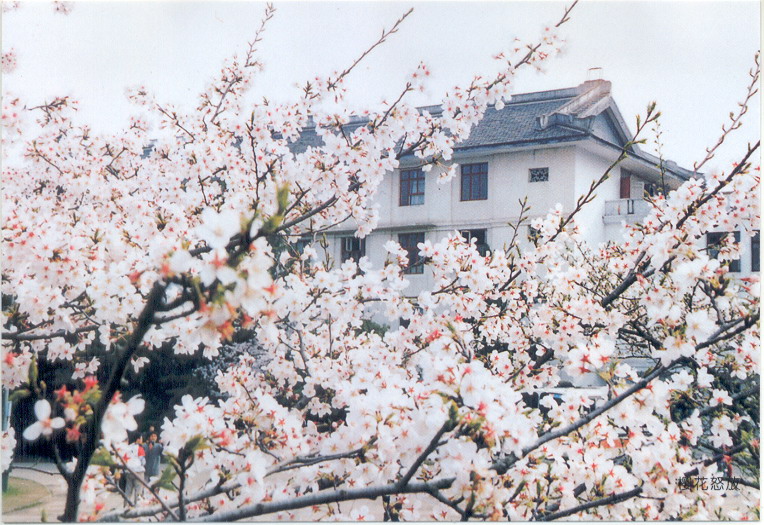 樱花盛开的武大校园