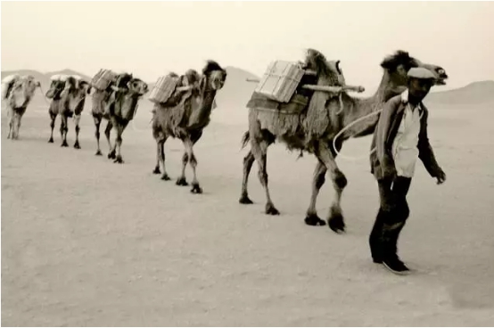联合国环境署：库布其，我们的沙漠，我们的家园