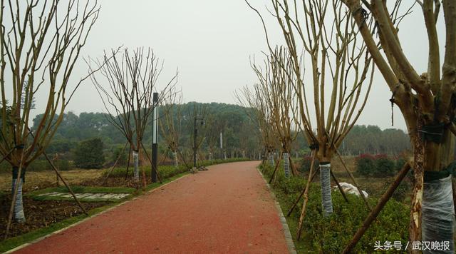奇石竹苑紫薇…东湖新绿道高颜值是这样炼成的