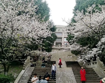 武汉大学樱花盛开，中外游客络绎不绝